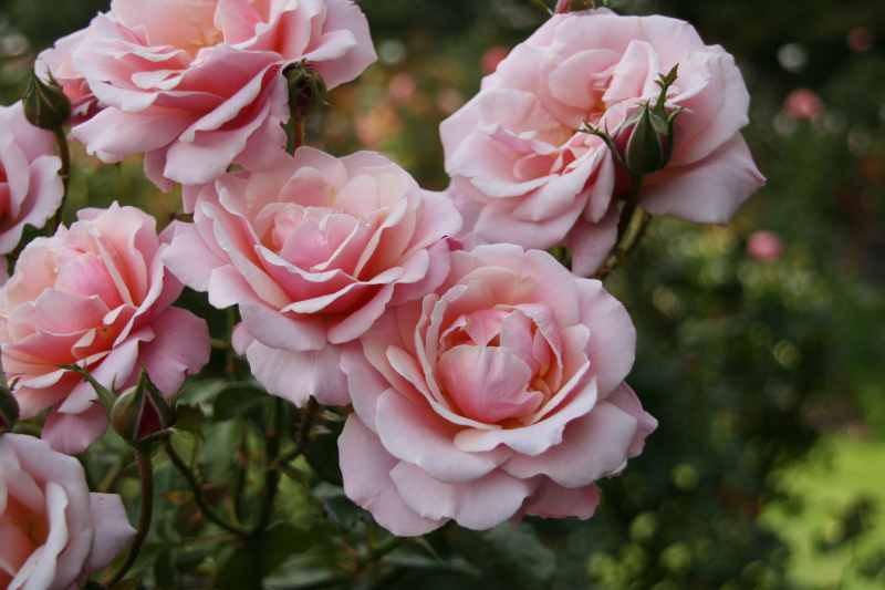 Nieuw-Zeeland 2011 - 2154